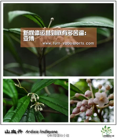 亚博体育